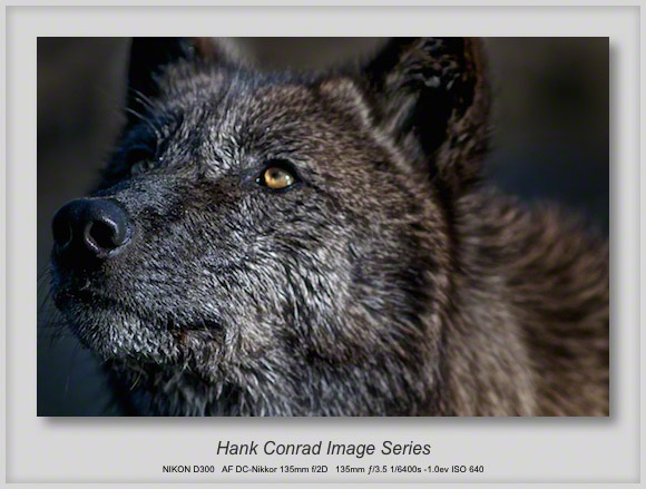 Wet Wolf @ Wolfpark - Hank's Blog