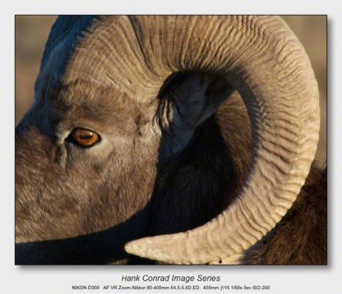 Bighorn Sheep | Eye Horn - Hank's Blog